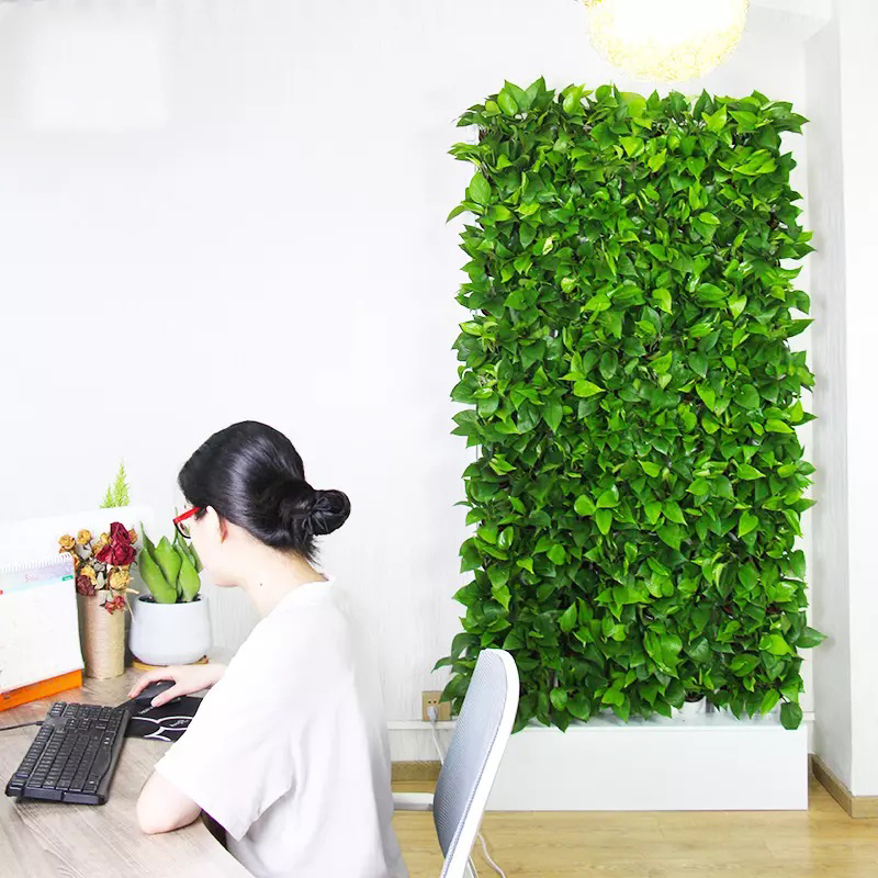Hydroponiczny zestaw do uprawy – Hydroponic Kit recenzja i cena