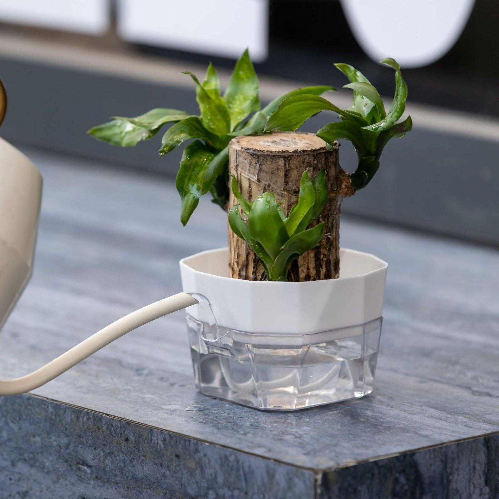 Wazon hydroponiczny dwuwarstwo – Self Watering Planter recenzja i cena